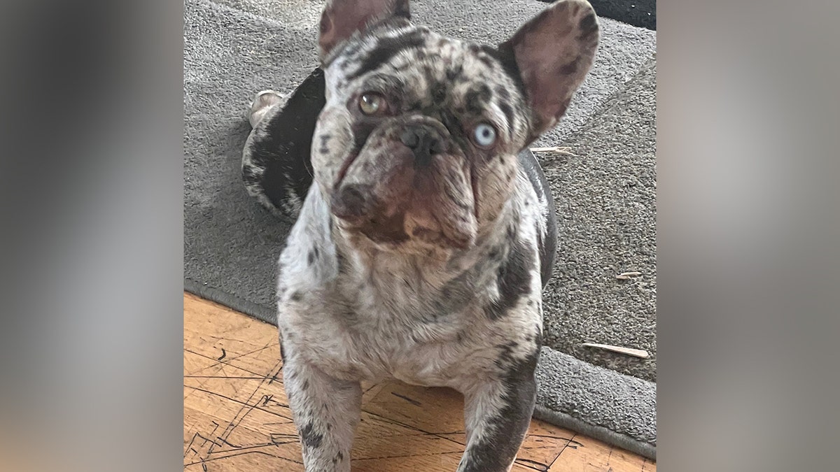 Onyx le bouledogue français