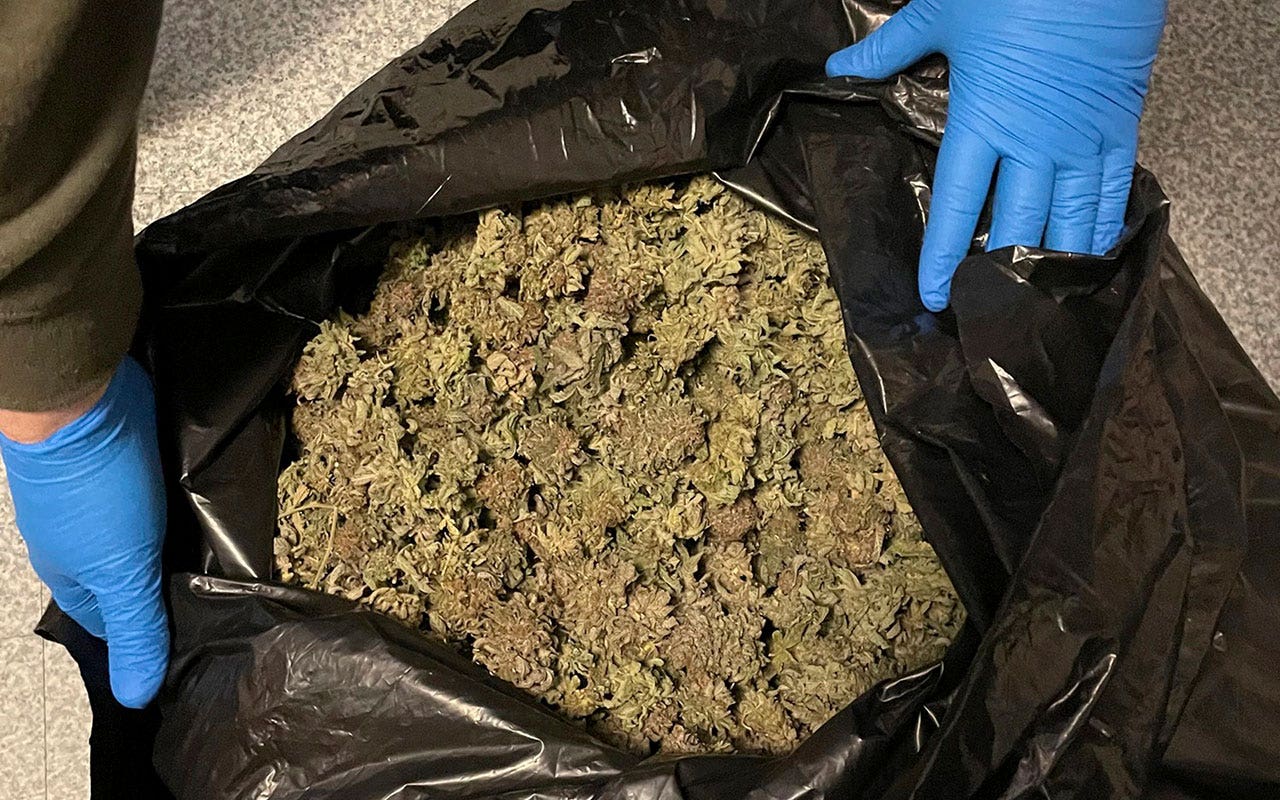 Une exploitation illégale de culture de marijuana découverte dans la campagne du Maine