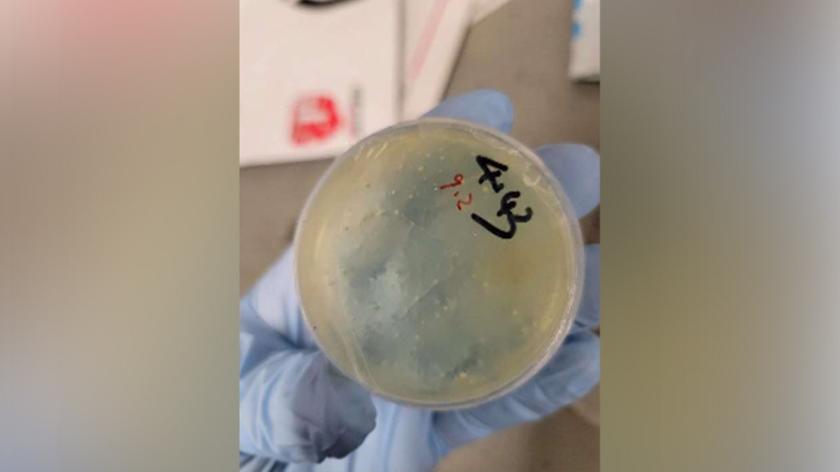 Chengxuan Han fait face à plusieurs accusations fédérales après avoir prétendument envoyé de nombreux échantillons biologiques de Chine aux États-Unis.