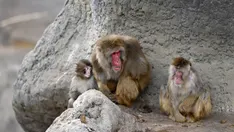 Punch le singe, star virale, connaît une percée spectaculaire parmi ses amis du zoo